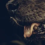 Rabies_ A Deadly but Preventable Health Threat (1)