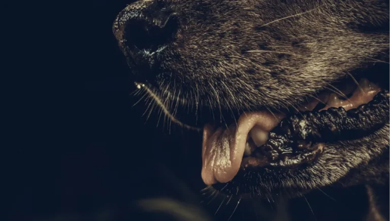 Rabies_ A Deadly but Preventable Health Threat (1)