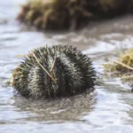 Sea Urchin Stings