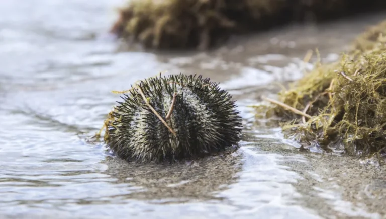 Sea Urchin Stings